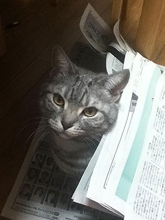【応募募集】ねこちゃん写真　