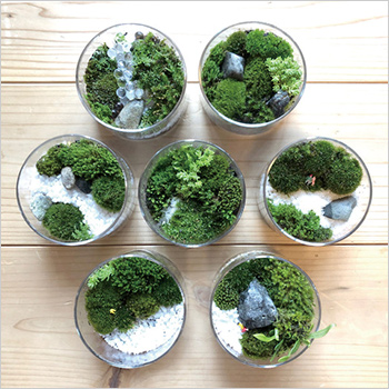〈コレパン〉苔のテラリウム イメージ