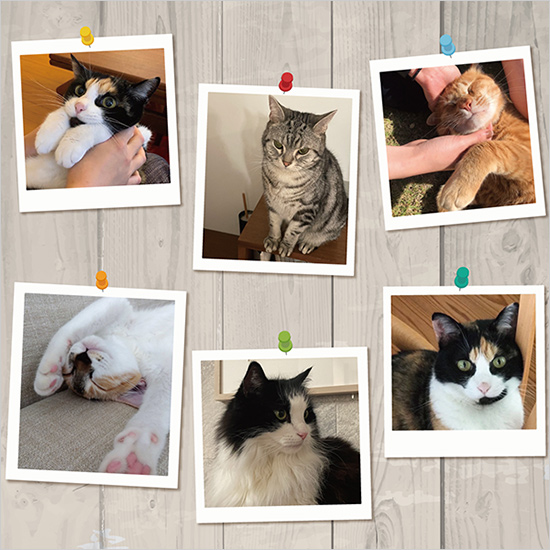 ＜X(Twitter)＞『みんなのねこちゃん大募集』イメージ画像