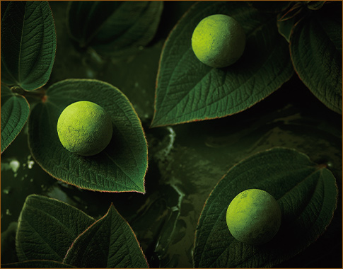 〈ツリーズ キョウト〉お濃茶トリュフチョコレート