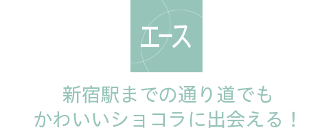 新宿デリッシュパーク(小田急エース北館) 新宿駅までの通り道でもかわいいショコラに出会える！