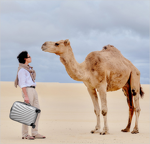 シーライト 限定モデル アルミニウム スピナー55EXP(カーヴ／W40×H55×D20～23cm／約2.1kg／約36～42L) 84,700円 スピナー69(カーヴ／W46×H69×D29cm／約2.5kg／約68L) 90,200円 スピナー75(カーヴ／W51×H75×D31cm／約2.8kg／約94L) 95,700円 ※画像はイメージです。